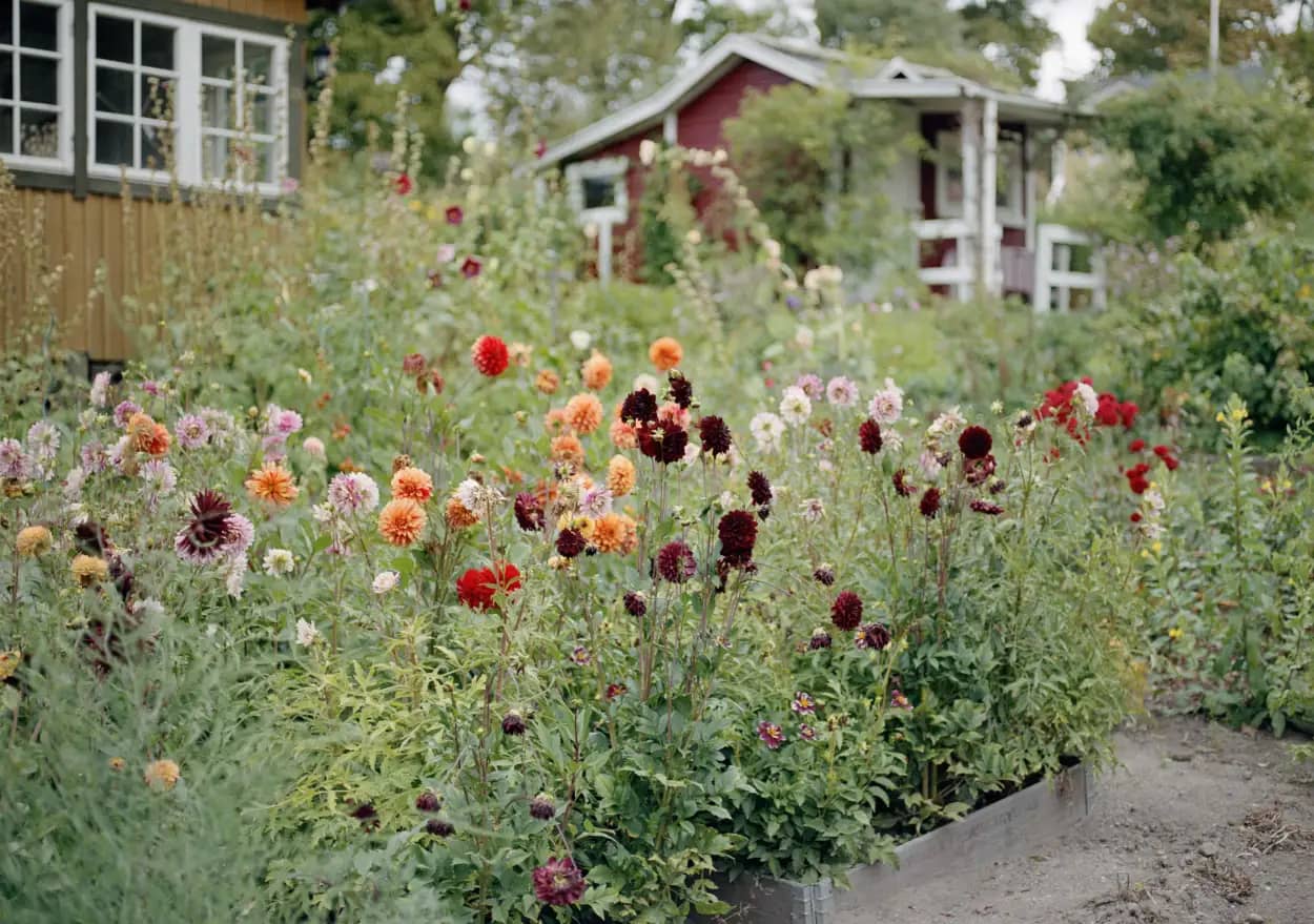 Blommor i en rabatt framför hus